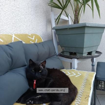 Photo 1/2 claude jomard rostagnat Chat perdu à Livron sur drome