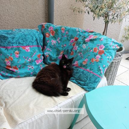 Photo 2/2 claude jomard rostagnat Chat perdu à Livron sur drome