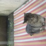 Photo de chat trouvé à La Madeleine