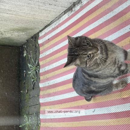 Photo 1/1 Chat trouvé Trouvé à La madeleine