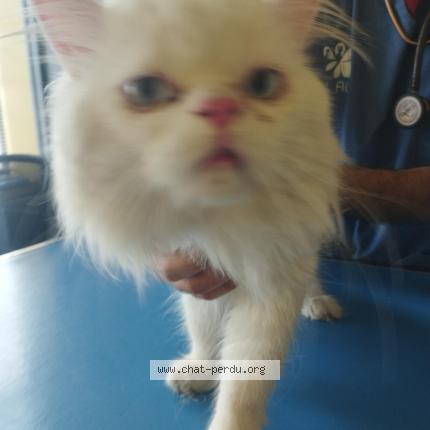 Photo 1/1 Chat trouvé Trouvé à Tarare