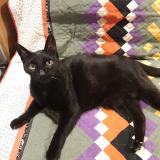 Photo de chat perdu à Bordeaux