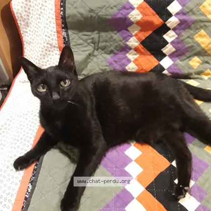 Photo 1/1 Réglisse Chat perdu à Bordeaux