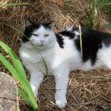 Photo de chat perdu à Mouguerre