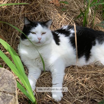 Photo 1/1 KASKET Chat perdu à Mouguerre