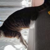 Photo de chat trouvé à Montreuil