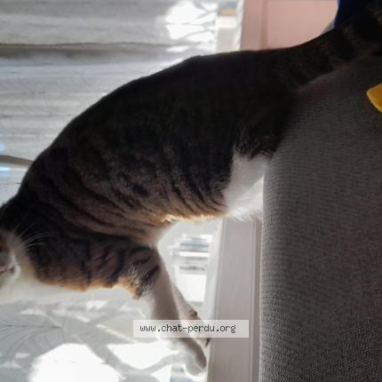 Photo 1/3 Chat trouvé Trouvé à Montreuil