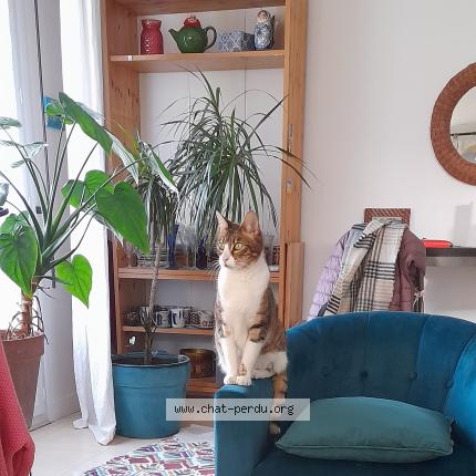 Photo 2/3 Chat trouvé Trouvé à Montreuil