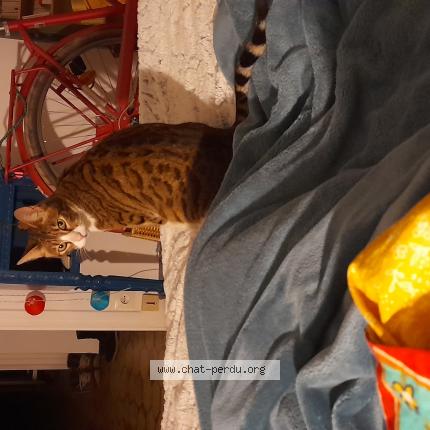 Photo 3/3 Chat trouvé Trouvé à Montreuil