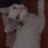 Photo de chat perdu à Pau