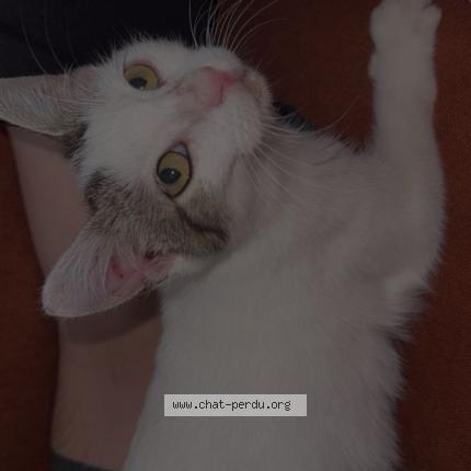 Photo 1/1 Arya Chat perdu à Pau