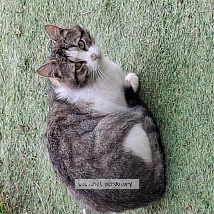 Photo 1/1 Chat trouvé Trouvé à Boisredon