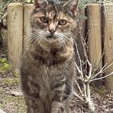 Photo de chat trouvé à St Mandrier