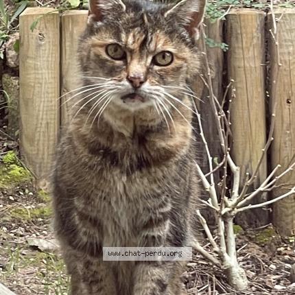 Photo 1/1 Chat trouvé Trouvé à St mandrier