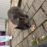 Photo de chat trouvé à Pau