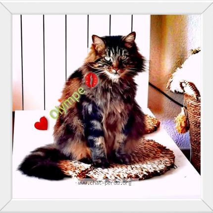 Photo 1/1 Olympe Chat perdu à Monistrol sur loire