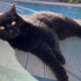 Photo de chat perdu à Eysines