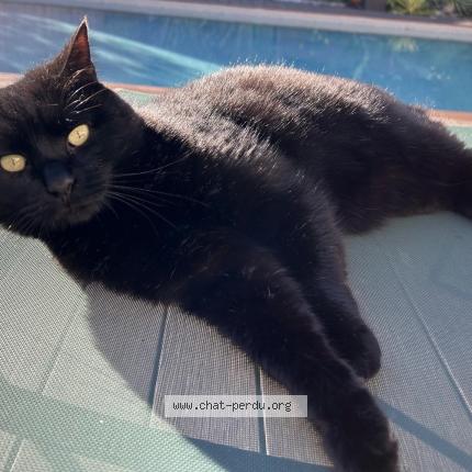 Photo 1/1 Big Mama Chat perdu à Eysines