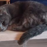 Photo de chat perdu à Coulommiers 77