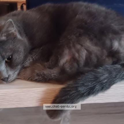 Photo 1/1 AÏNA Chat perdu à Coulommiers 77