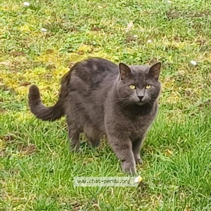 Photo 2/2 A&Iuml;NA Chat perdu à Coulommiers 77
