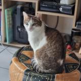 Photo de chat perdu à Bordeaux