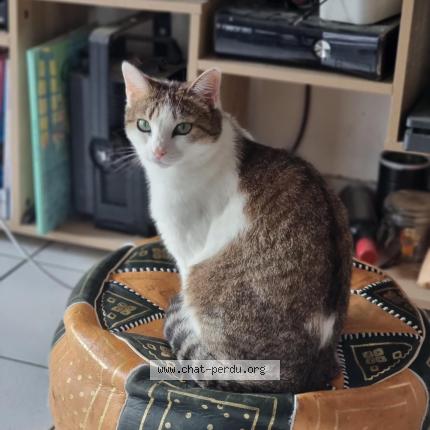 Photo 1/1 Soja Chat perdu à Bordeaux
