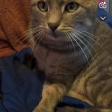 Photo de chat perdu à Fresse