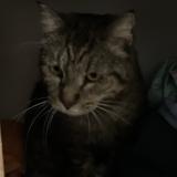 Photo de chat perdu à Le Soler