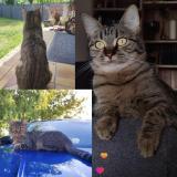 Photo de chat perdu à La Garde Adhemar