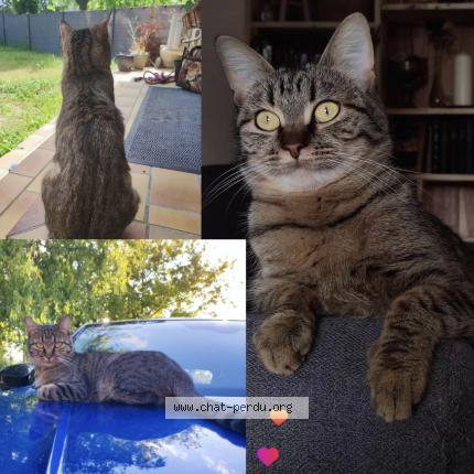 Photo 1/1 Tartine Chat perdu à La garde adhemar