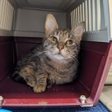 Photo de chat trouvé à Aytre