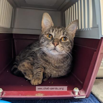 Photo 1/1 Chat trouvé Trouvé à Aytre