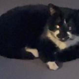 Photo de chat trouvé à Saint Ouen L Aumone