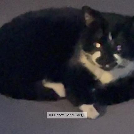 Photo 1/1 Chat trouvé Trouvé à Saint ouen l aumone