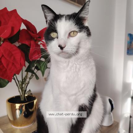 Photo 1/1 Lili Chat perdu à La seyne sur mer