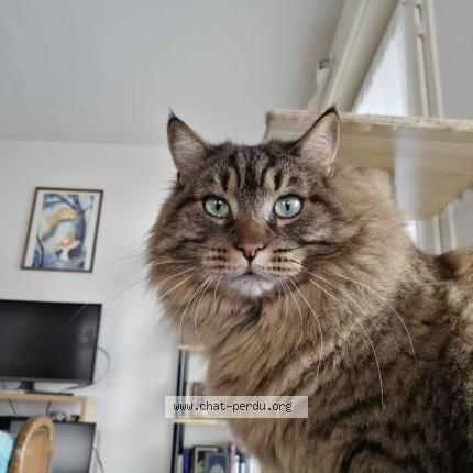 Photo de chat perdu à Dijon