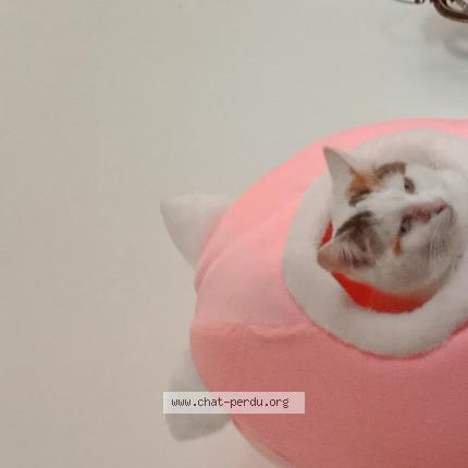 Photo 1/1 Bianca Chat perdu à Vauvillers