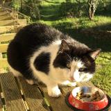 Photo de chat trouvé à Oree D Anjou