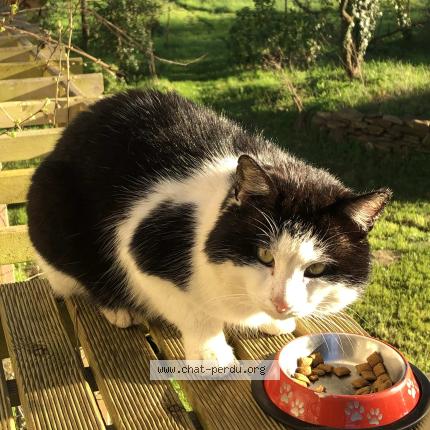 Photo 1/1 Chat trouvé Trouvé à Oree d anjou