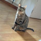 Photo de chat perdu à Nantua