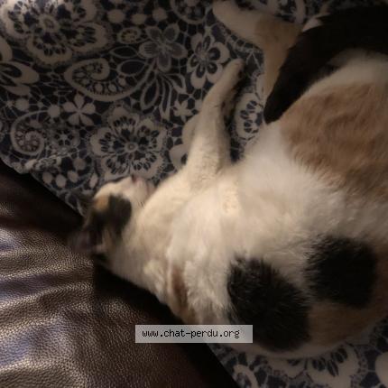 Photo 1/1 Chat trouvé Trouvé à La talaudiere