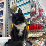 Photo de chat perdu à Bruxelles