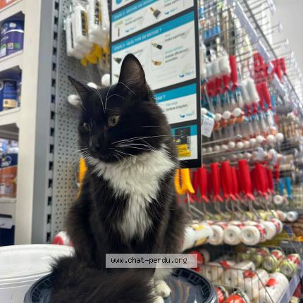 Photo 1/1 Simba Chat perdu à Bruxelles