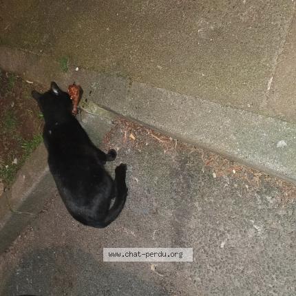 Photo 1/3 Chat trouvé Trouvé à Tourcoing