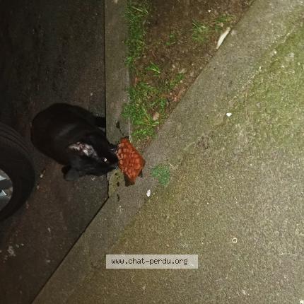 Photo 2/3 Chat trouvé Trouvé à Tourcoing