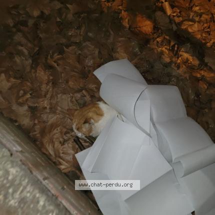 Photo 1/1 Chat trouvé Trouvé à Maison alfort