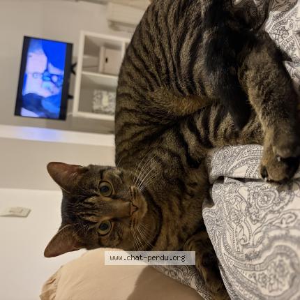 Photo de chat perdu à Saint Quentin