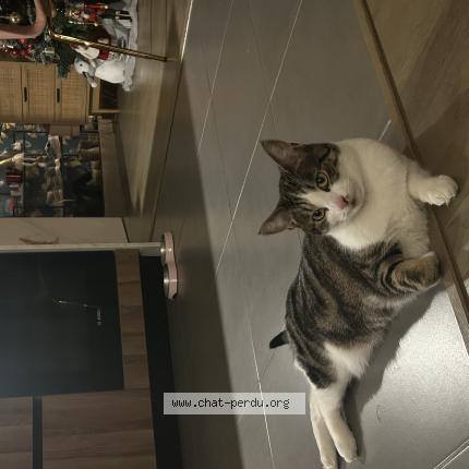 Photo 1/1 Vinyle Chat perdu à Sathonay camp