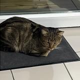 Photo de chat perdu à Wannehain